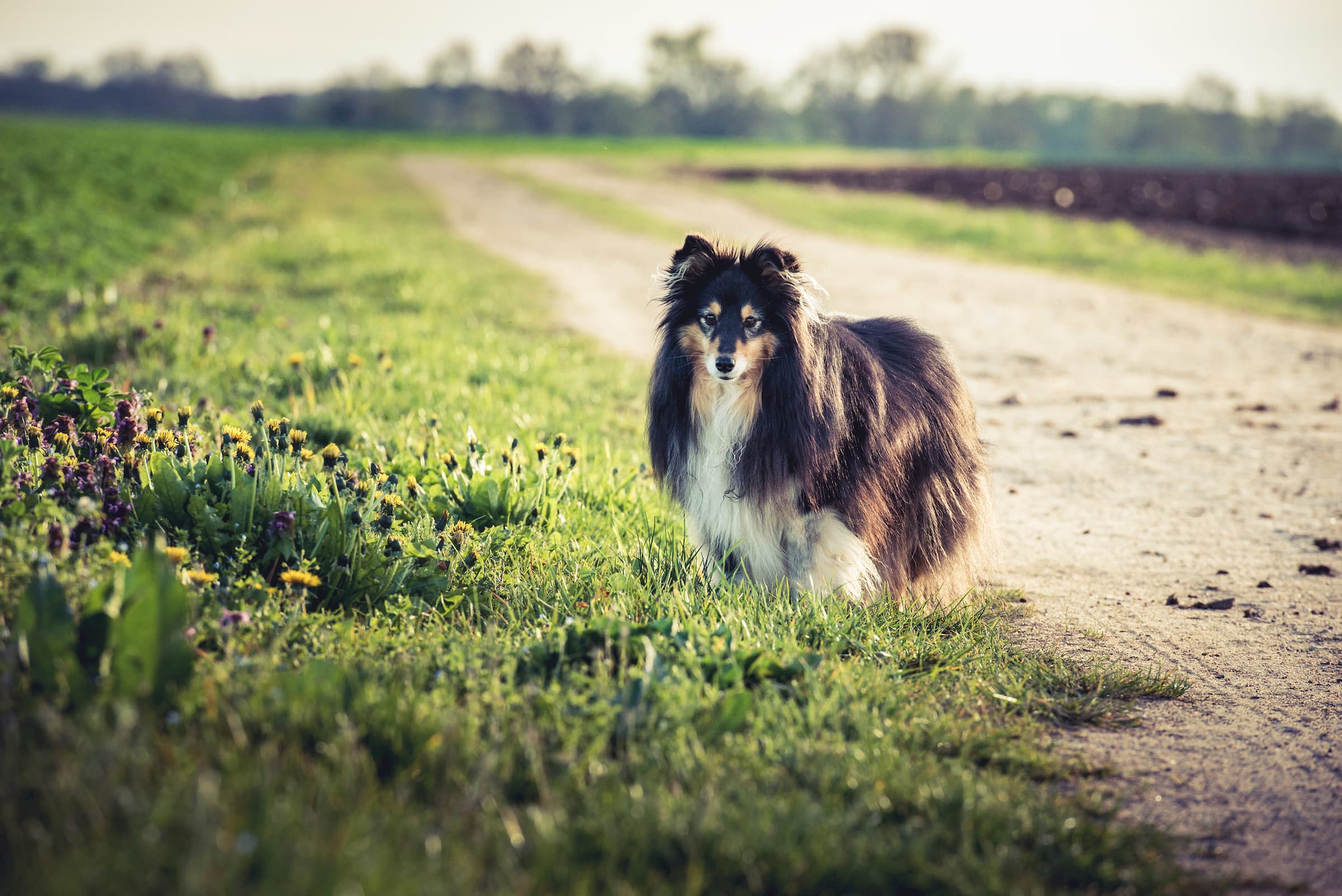 photographie chien christelle saffroy choisir son materiel photo conseil achat