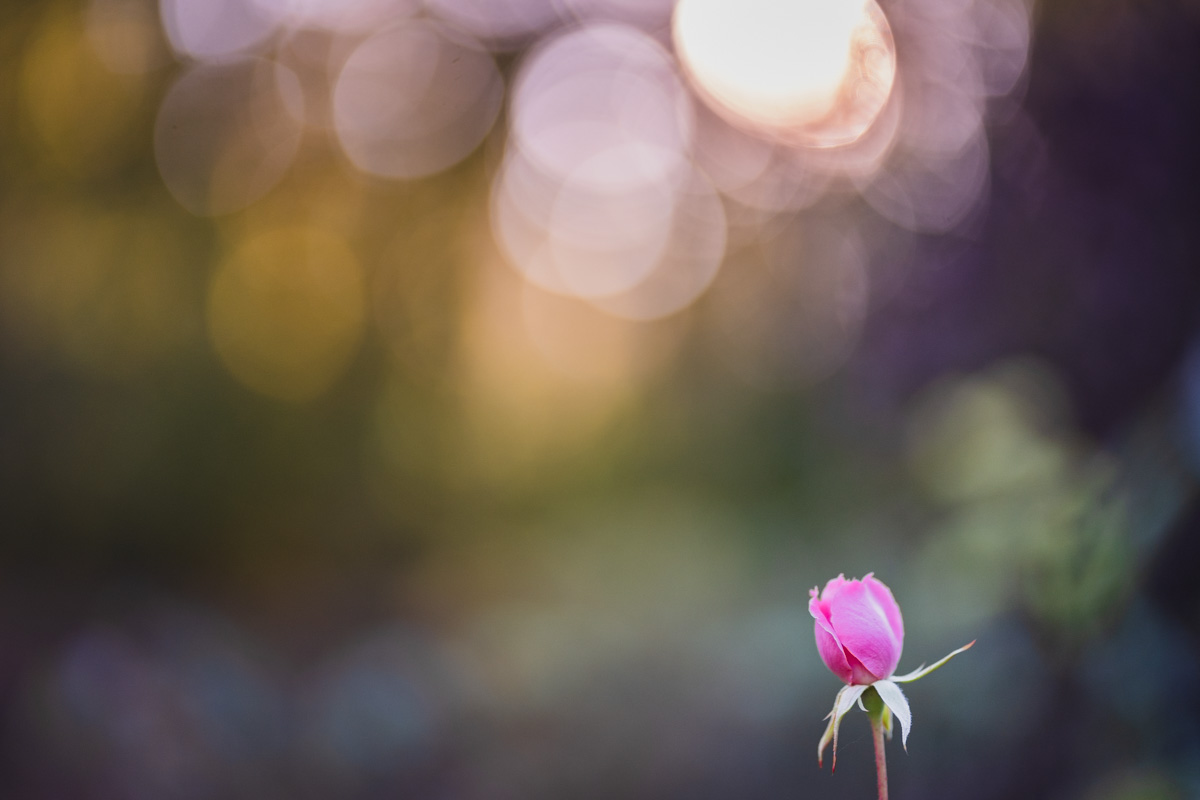 photographe loiret mariage atelier photo apprentissage apprendrelaphoto nature formation photographie christellesaffroy bon cadeau noel