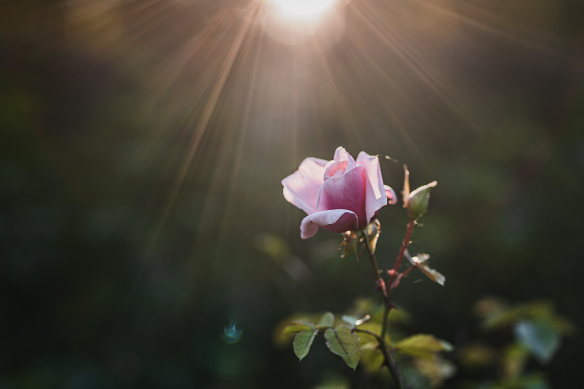 rose fleurs atelier photo apprentissage formation photographe debutant loiret nature macrophotographie proxy