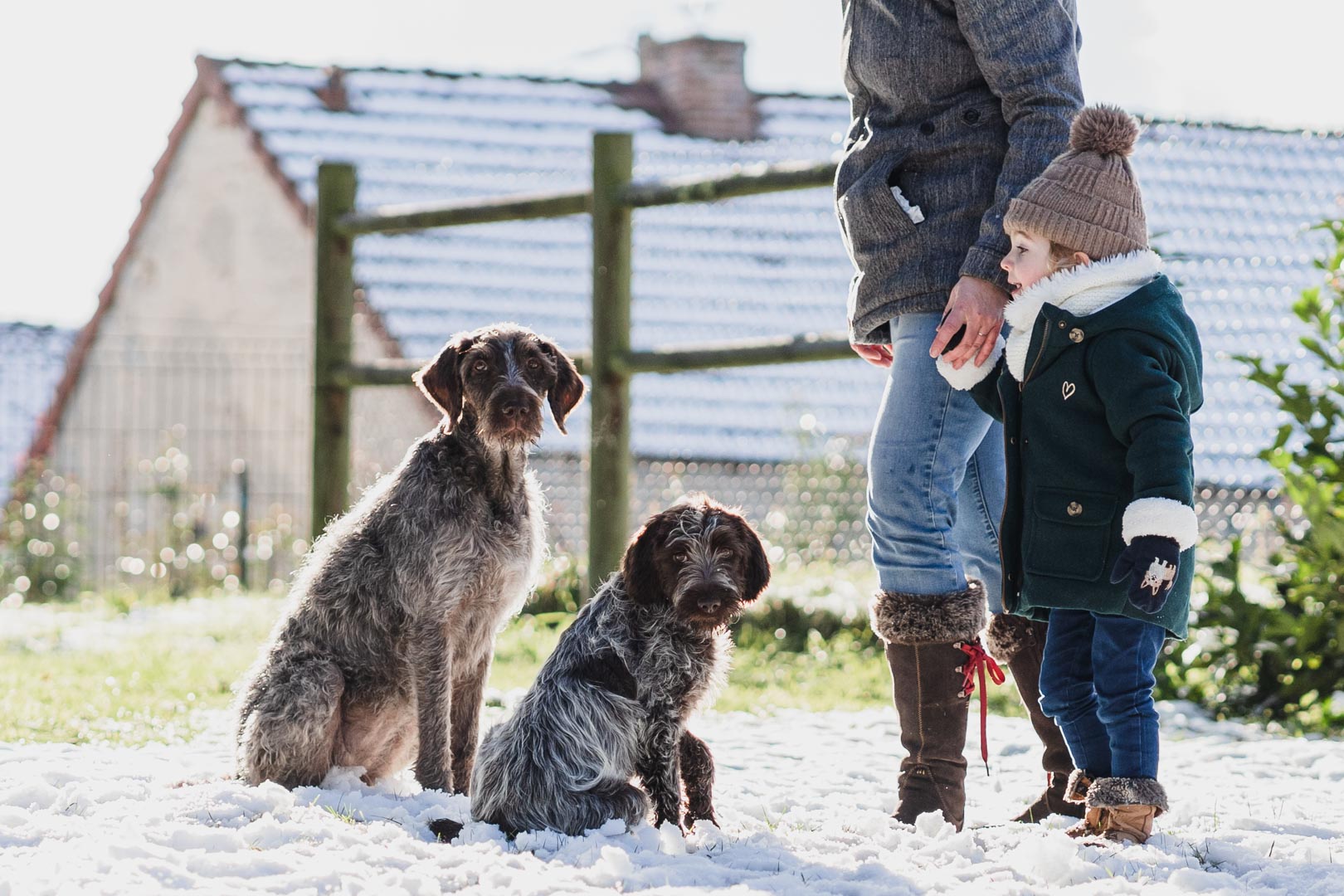 2 chiens posant assis dans la neige dans le loiret pres d'orleans