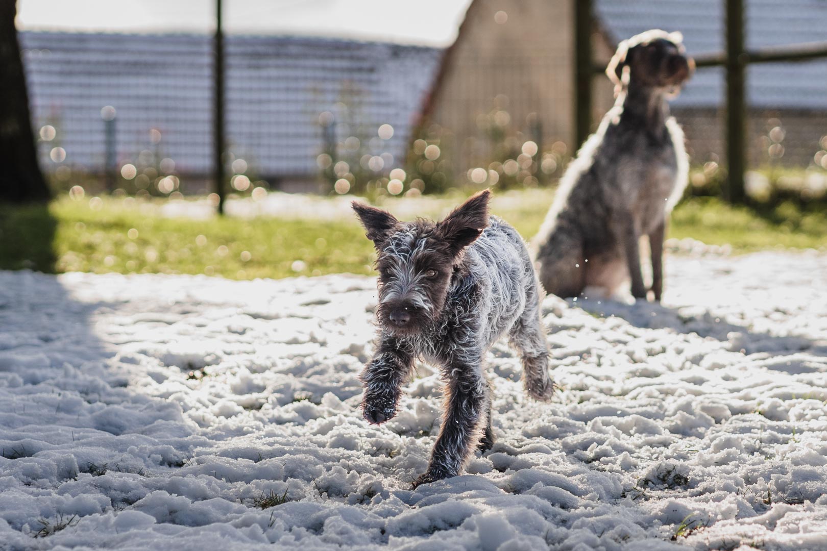 Jeune chiot qui court dans la neige avec les oreilles au vent